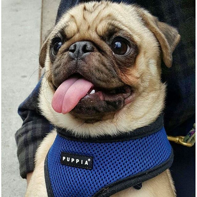 It has come to our attention that there is a two-way tie for #CutiePieoftheDay....The first winner is @roothepug! #DogsofMTP #MTPfairfax