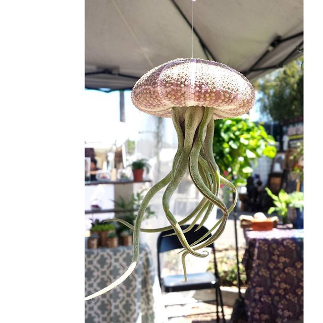 Sometimes we find the most whimsical things in the market!#MTPfairfax #ShopLocal #Melrosetradingpost #airplant #seashell #whimsical #coyotecreative #losangeles #california #sundayfunday #fleamarket