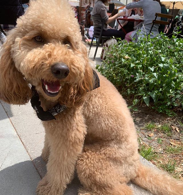 Meet @cali_maddox isn’t he pawfect • • •#melrosetradingpost #puppylove #dogs #dogsofinstagram #dogsofmtp #adorable #paw #sundayfunday #losangeles #puppies #apawable #adorbs