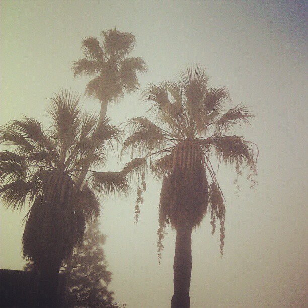 Sunday morning. #palm #sky