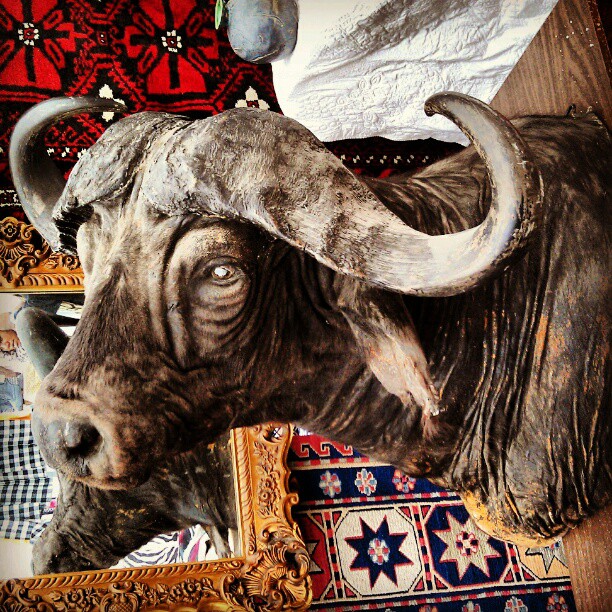 Anyone need the head of a massive water buffalo? It's in Vincent's space, G6! #Melrosetradingpost #taxidermy #fleamarket #Grr