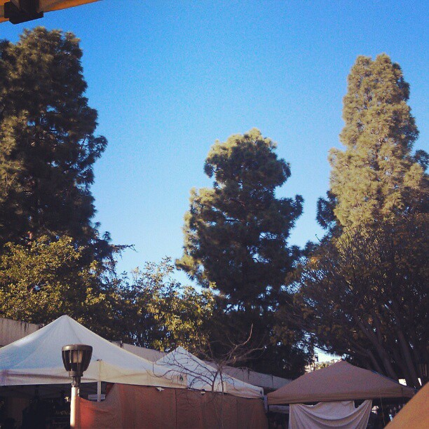 Blue skies for our LA winter! #la #losangeles #blue #sky