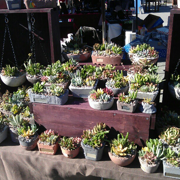great succulents in handmade containers in B56#melrosetradingpost #fleamarket