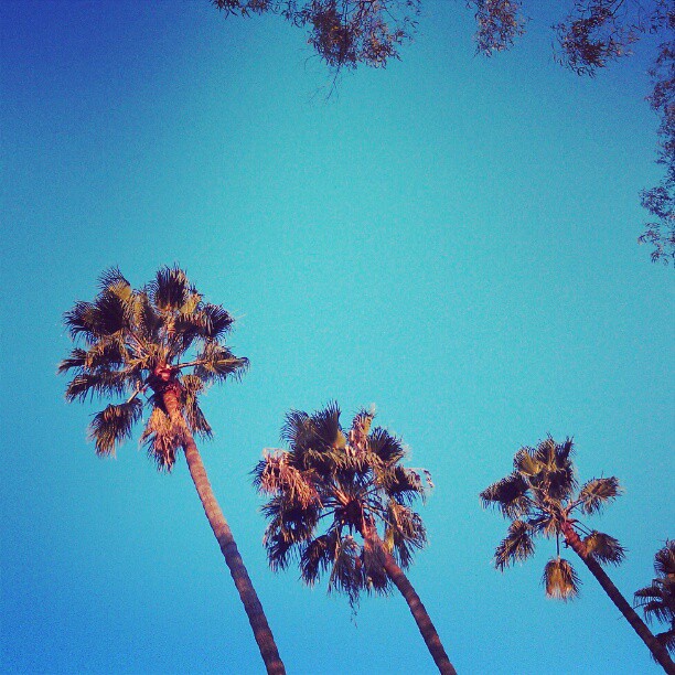 Good Morning LA!!! #Melrosetradingpost #la #palm