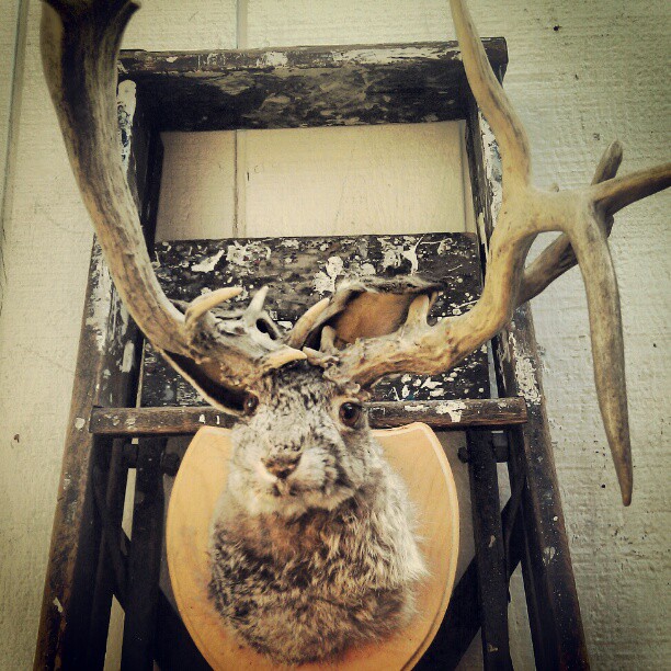 Oh Jackalope, Oh Jackalope, How lovely are your antlers! In Y4 #Melrosetradingpost #fleamarket #Jackalope #taxidermy #antlers