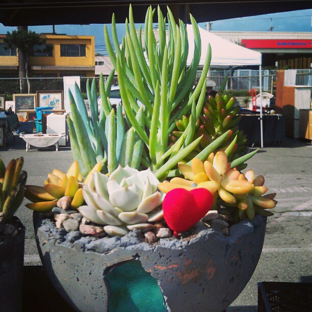 I believe our vendors are sending subliminal Valentine messages... The gift that keeps on growing from Richard in B54! #plant #vday #Valentine #succulent #Melrosetradingpost #fleamarket #la