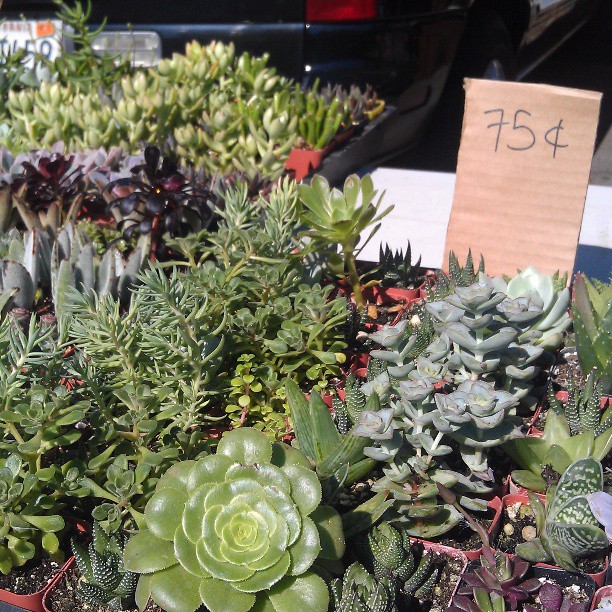 Kit in B99 has so many succulents for you and your momma! #Melrosetradingpost #fleamarket #plant