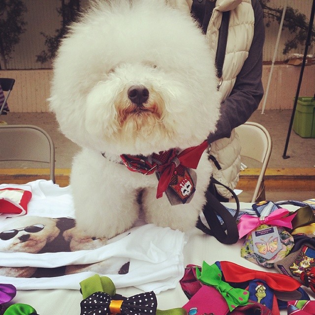 We're so excited for @professormaxx's #MTPfairfax  debut! He's helping his humans sell their handmade doggie bowties.