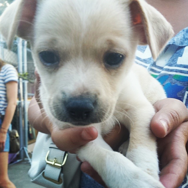 Today we met Waffles. OH MY CUTENESS. #MTPfairfax