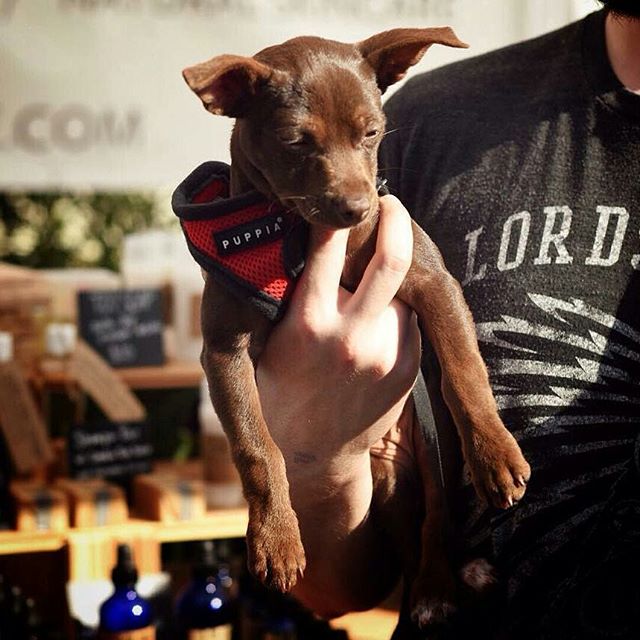 #Repost from @notoxlife -  Scout was the cutest puppy today at @melrosetradingpost!  #DogsofMTP #NoToxLife