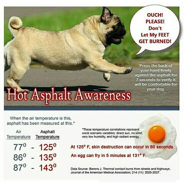 As it was SUPER hot today, we did not have many dogs in the market to pick a Cutie Pie of the Day. Thank you to those who made the decision to keep their pups at home! Most of the market is on asphalt, so use your discretion when deciding to bring your dogs to the market. We'll leave you with our favorite graphic on puppy paw safety in the heat. Have a great week and keep your pups cool!#MTPfairfax #DogsofMTP #puppypaws