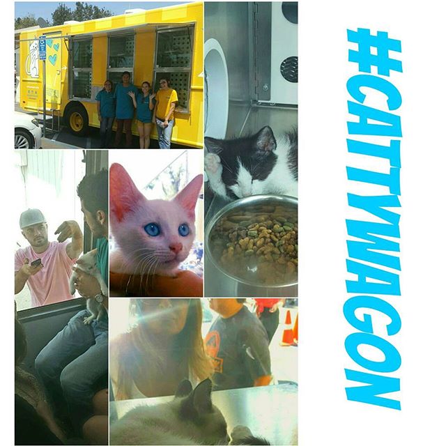 The #CattyWagon is everything we imagined and more.  Adopt your next best friend with @adoptnshop today! #MTPfairfax