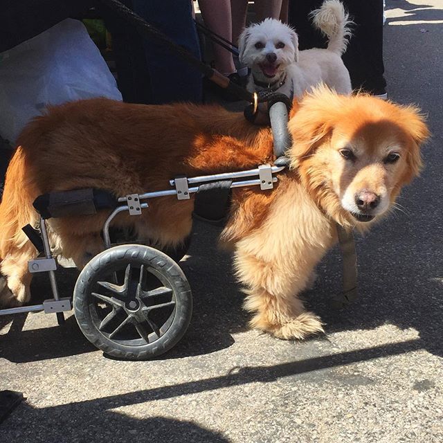 Melrose Trading Post Our Cutie Pie Of The Week Goes Out To Little Boomer And His Sick Wheelz 