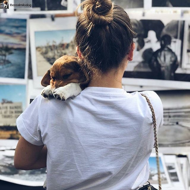 Cute shot!! @therealmilodog #dogsofmtp#cutiepieoftheday #melrosetradingpost #mtpfairfax #fleamarket #sundayfunday #losangeles #California #fairfaxhigh #fairfaxhs ... Went to the @melrosetradingpost and took a nap at the same time. This is what Sunday fun day means to me. 📸: @_melisoto