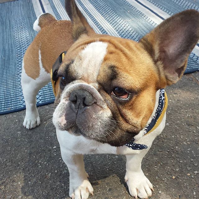 Coffee Bean the Frenchie was spotted at the market today! | Melrose ...