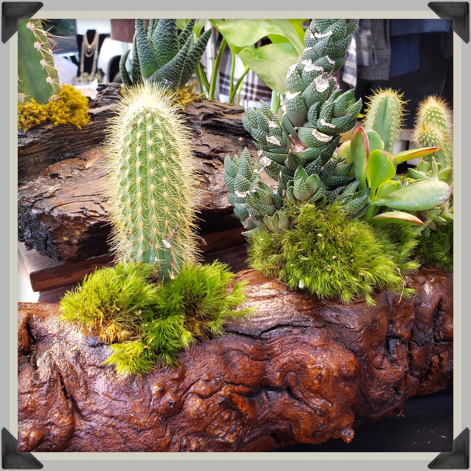Plant Gods Melrose Trading Post